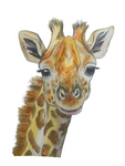 GIRAFFE CALF