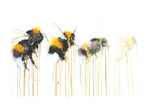 Limited Edition GICLÈE DYING OUT Bee Print